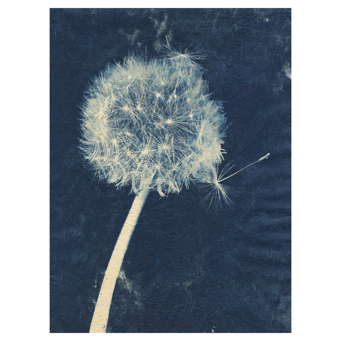 Sally Ayre - Laughter in the Breeze #29