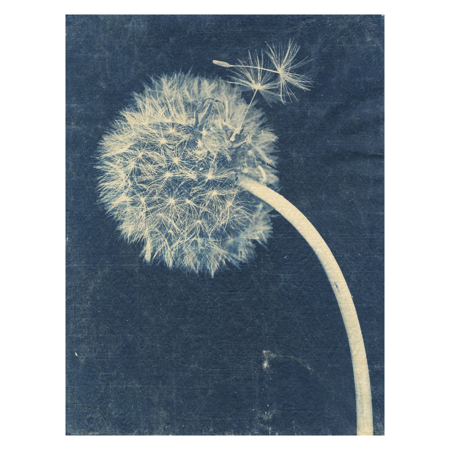 Sally Ayre - Laughter in the Breeze #32