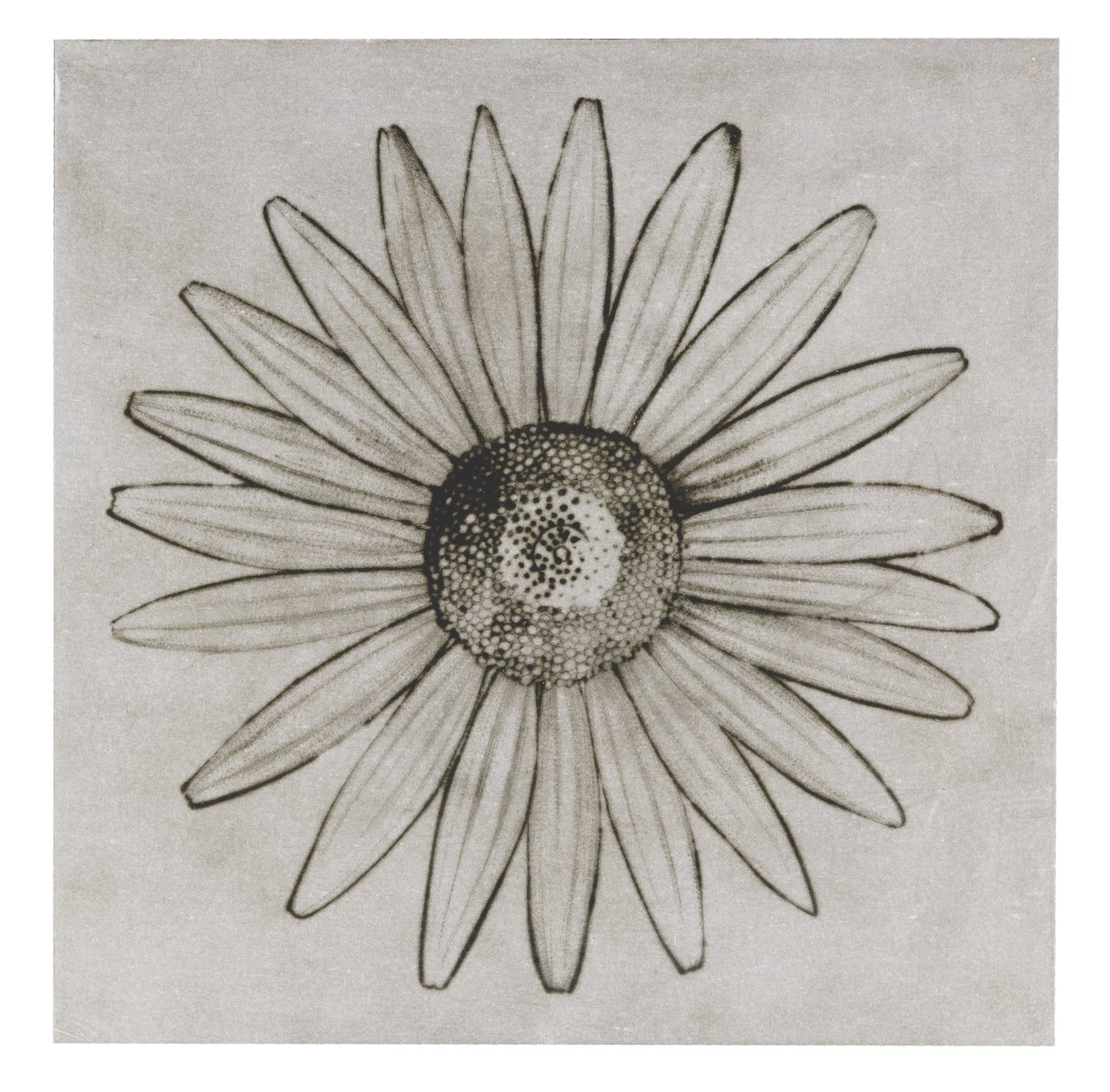 Liz Parkinson, Oxeye Daisy, drypoint on Gampi