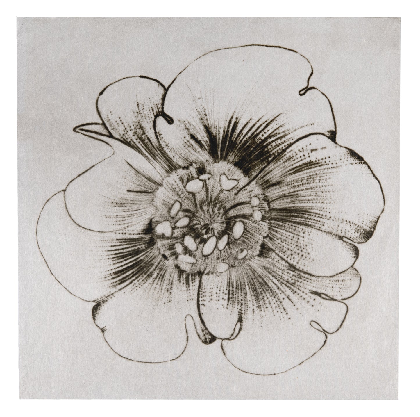 Liz Parkinson, Buttercup (from Paradise Field), drypoint on Gampi