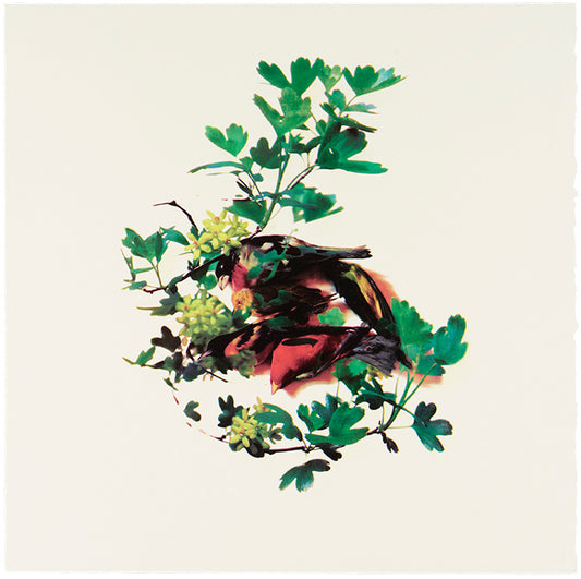Sara Angelucci, Spring