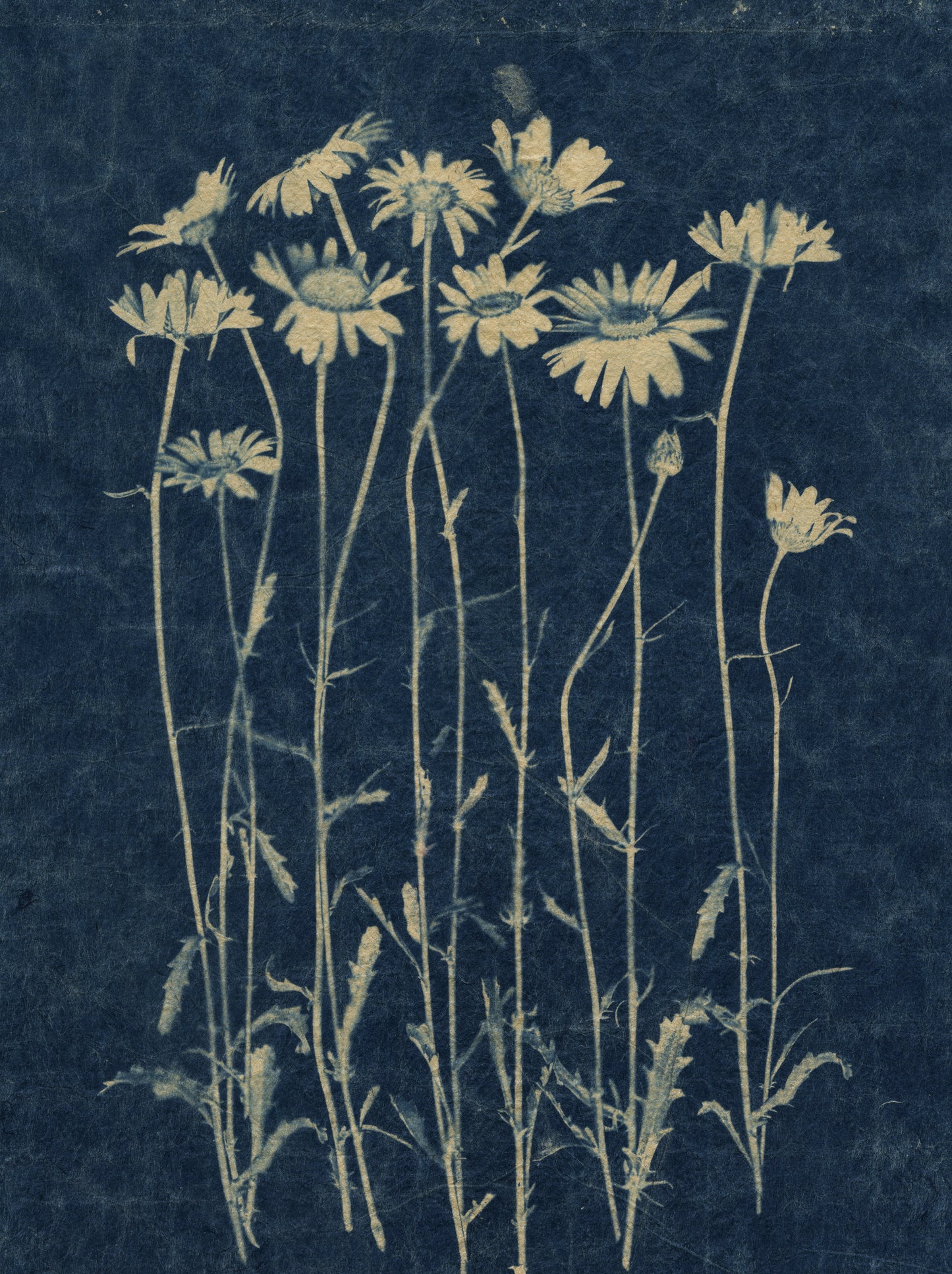 Sally Ayre - Daisies #1