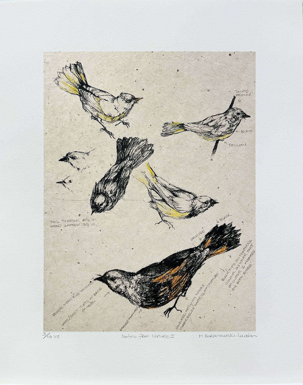 Mary Baranowski Lowden, Notes from Nature I