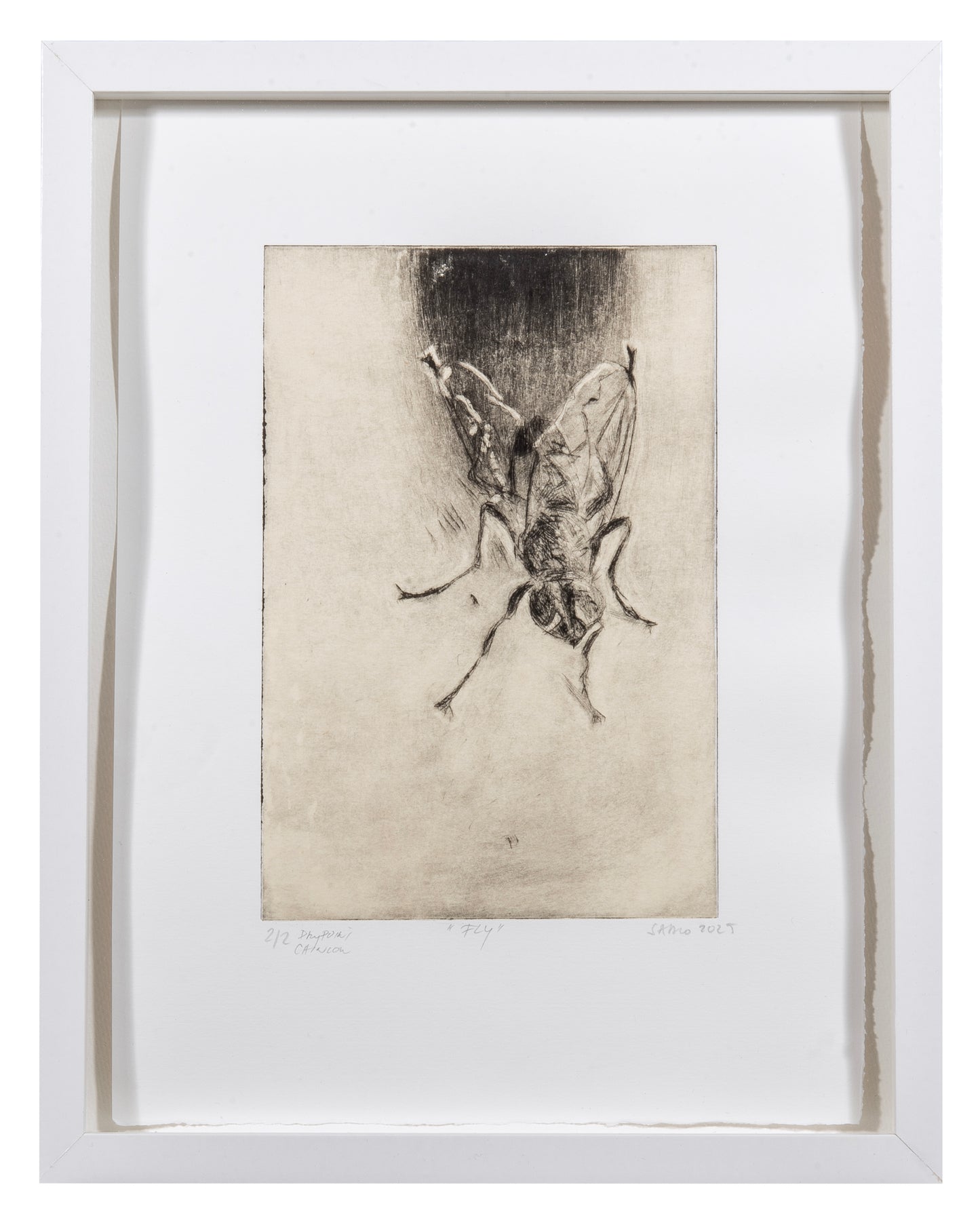 Sadko Hadzihasanovic, Fly, 2025, drypoint with chine collé, edition: A/P (Artist Proof), paper size: 9" x 6.5"