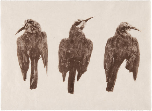 Jenn Law - Still (heirloom series, bee-eaters)