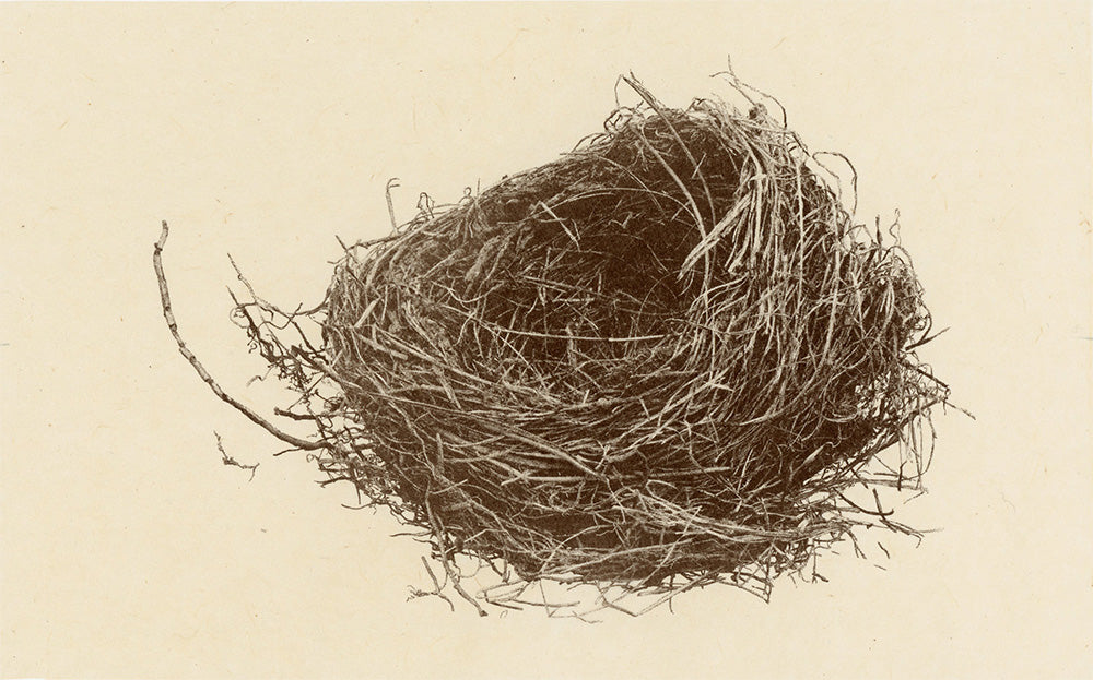 Jenn Law - Still (heirloom series, nest)