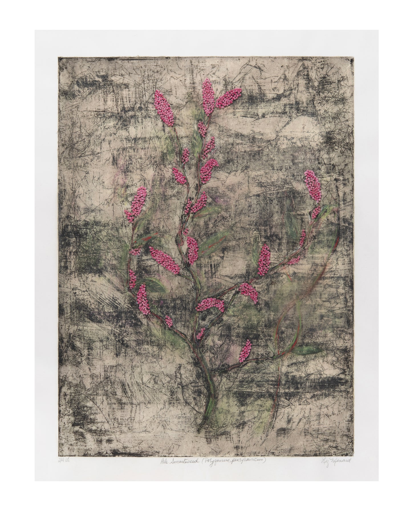 Liz Menard, Pale Smartweed (Polygonum pensylvanicum), 2025, etching on Inchu Gampi, chine collé on BFK Rives, edition: 2/4 V/E (Varied Edition), paper size: 27.75" x 21"