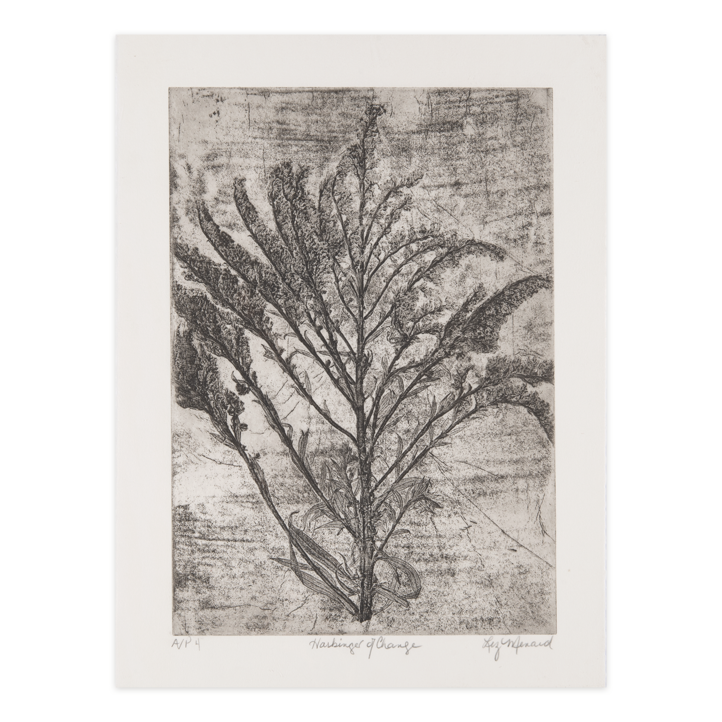 Liz Menard, Harbinger of Change, etching