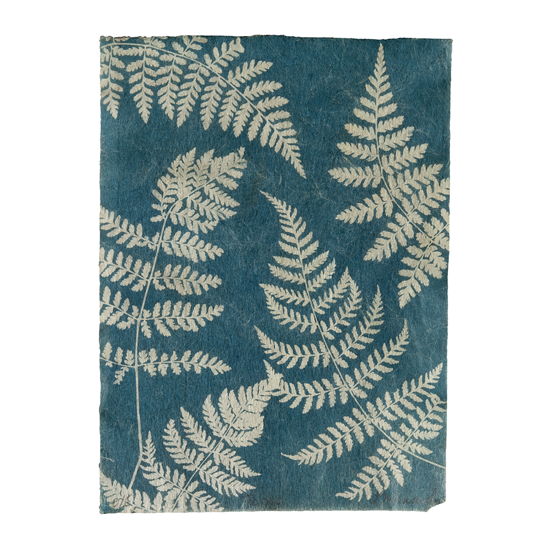 Liz Menard - Ferns