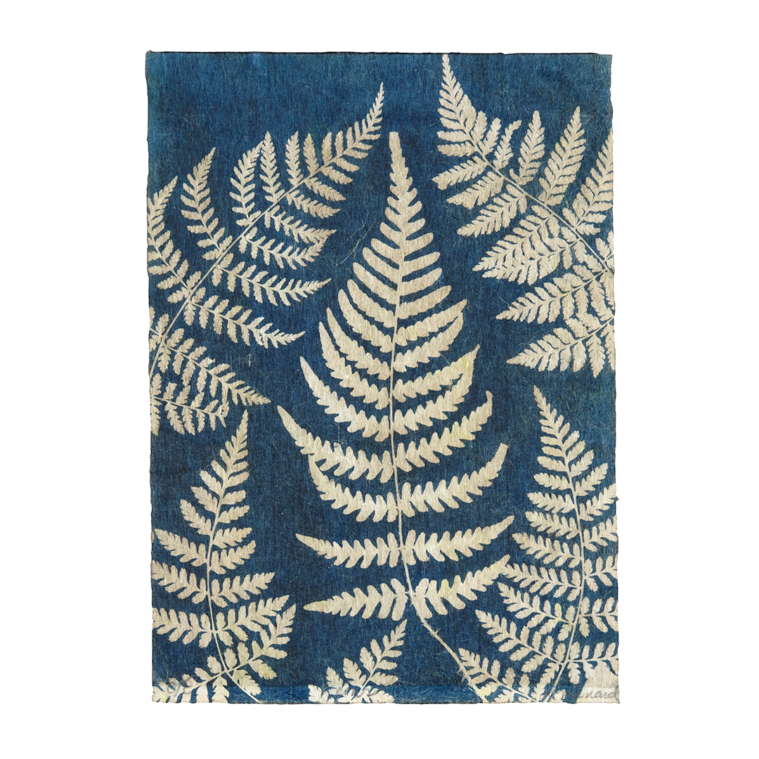 Liz Menard - Ferns 2