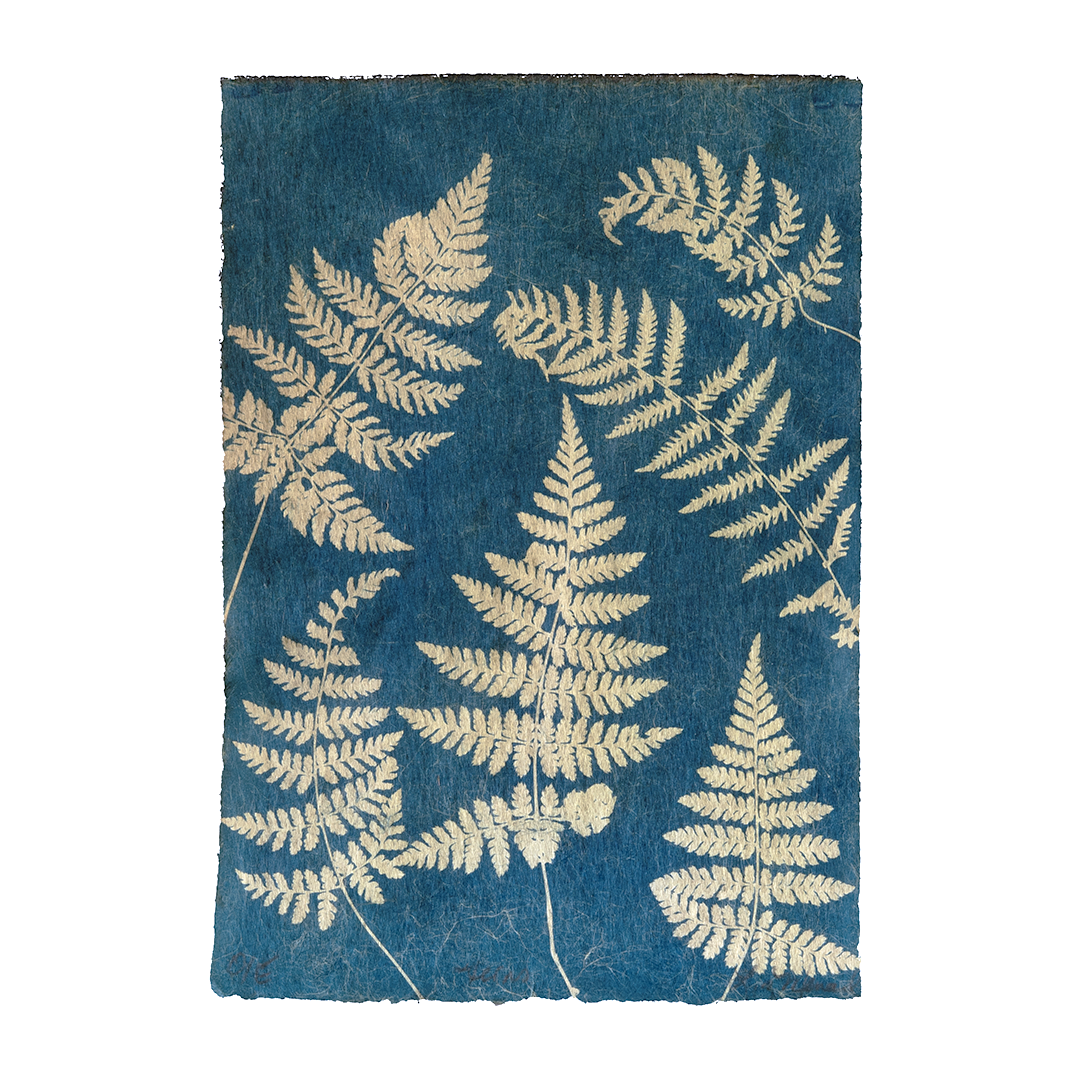 Liz Menard - Ferns 3