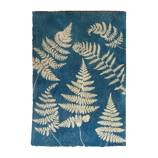 Liz Menard - Ferns 3