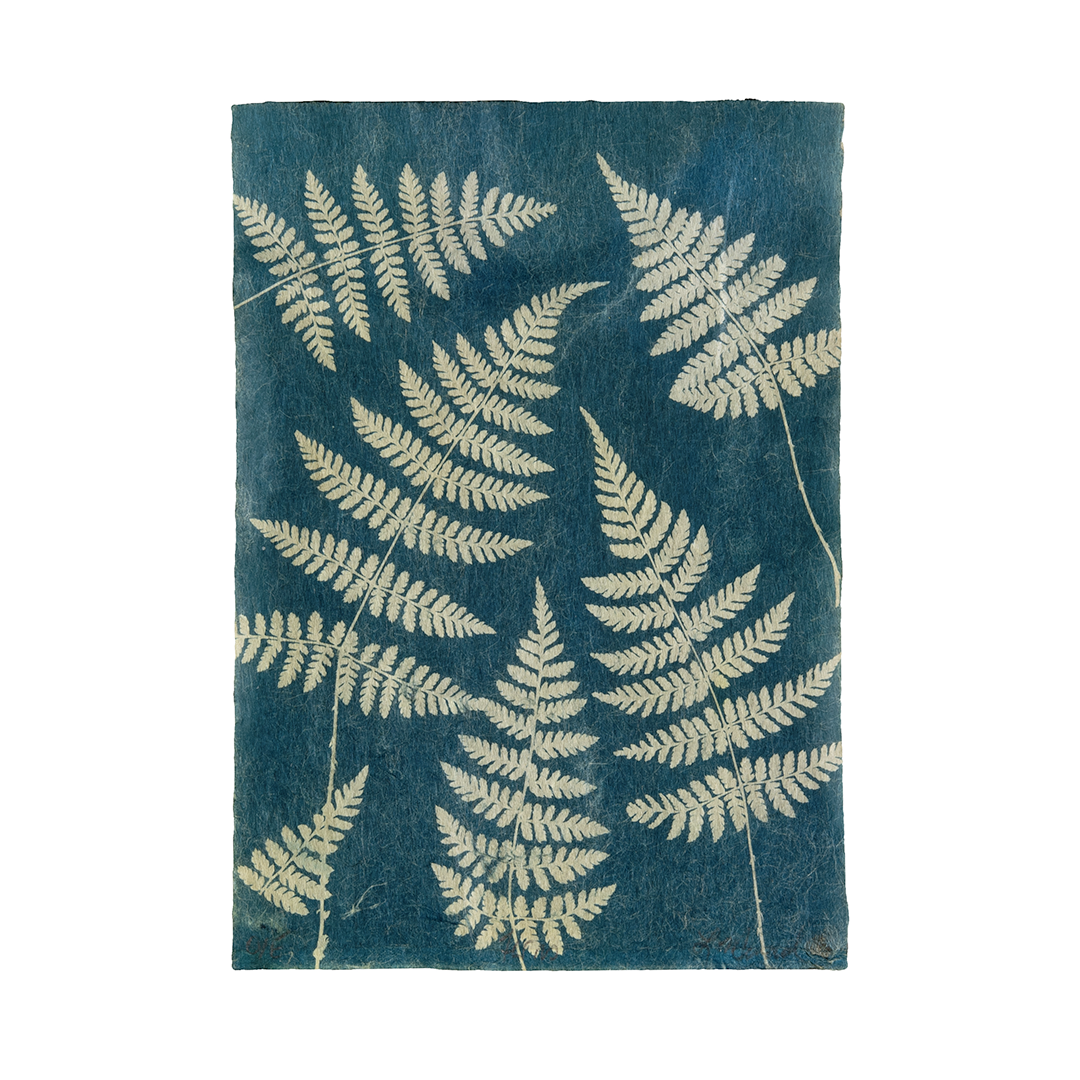 Liz Menard - Ferns 4