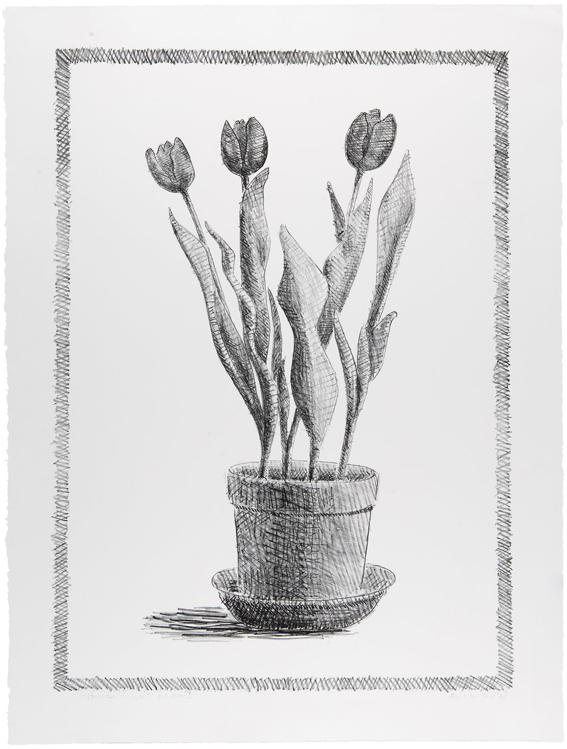Erica Rutherford - Potted Tulips