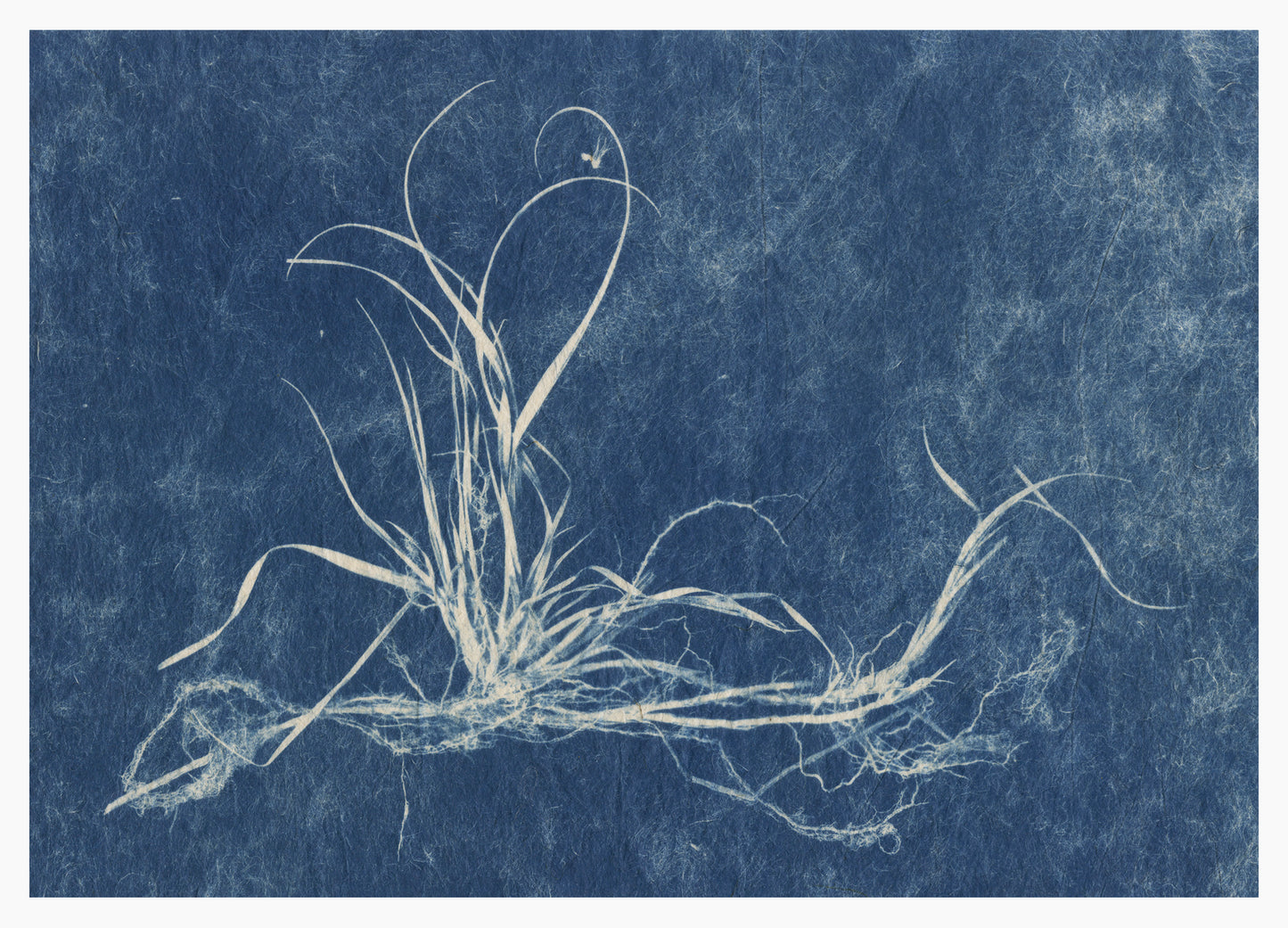 Sally Ayre, Beach Grass, 2025, cyanotype, edition: 1/3 VE, paper size: 5” x 7”