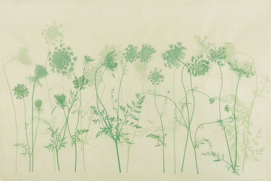 Sally Ayre, Queen Anne's Lace