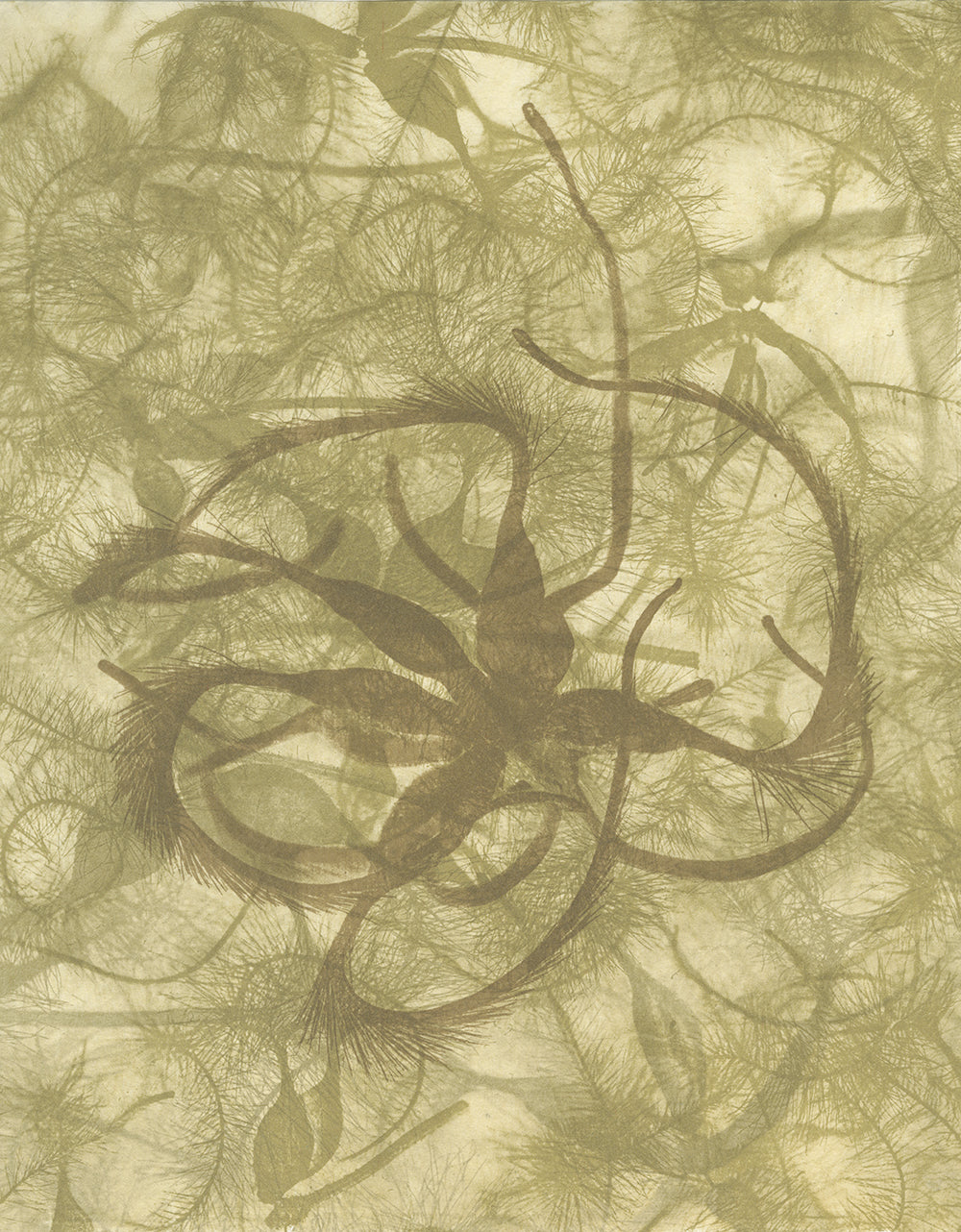 Sally Ayre - Shift #5 (Clematis)