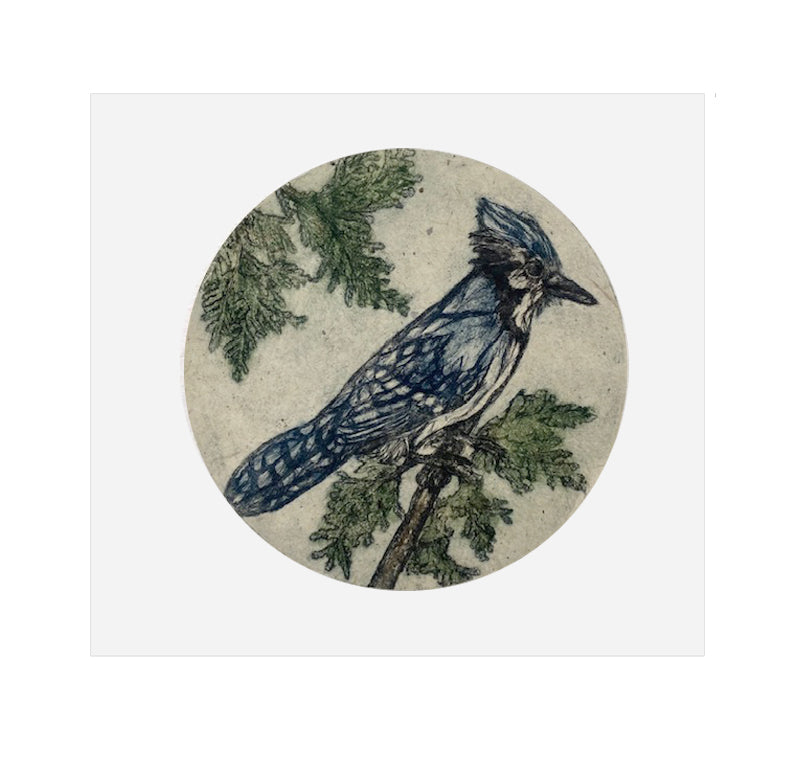 Mary Baranowski-Lowden - Blue Jay / Male