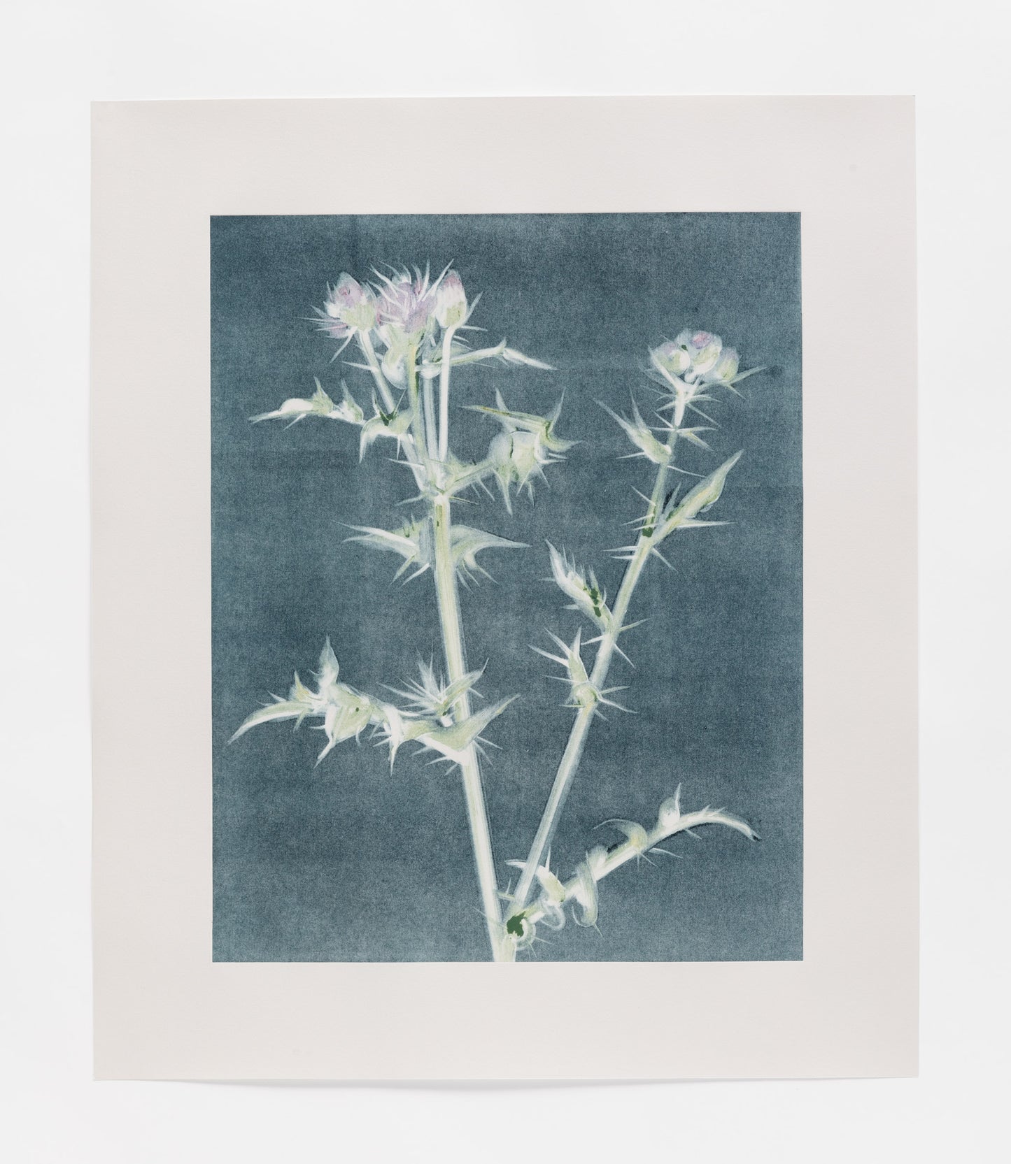 Laura Findlay - Thistle (Ghost)