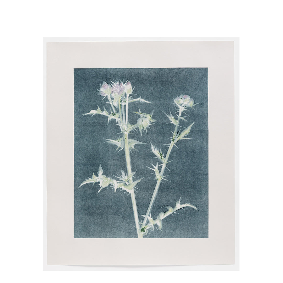 Laura Findlay - Thistle (Ghost)