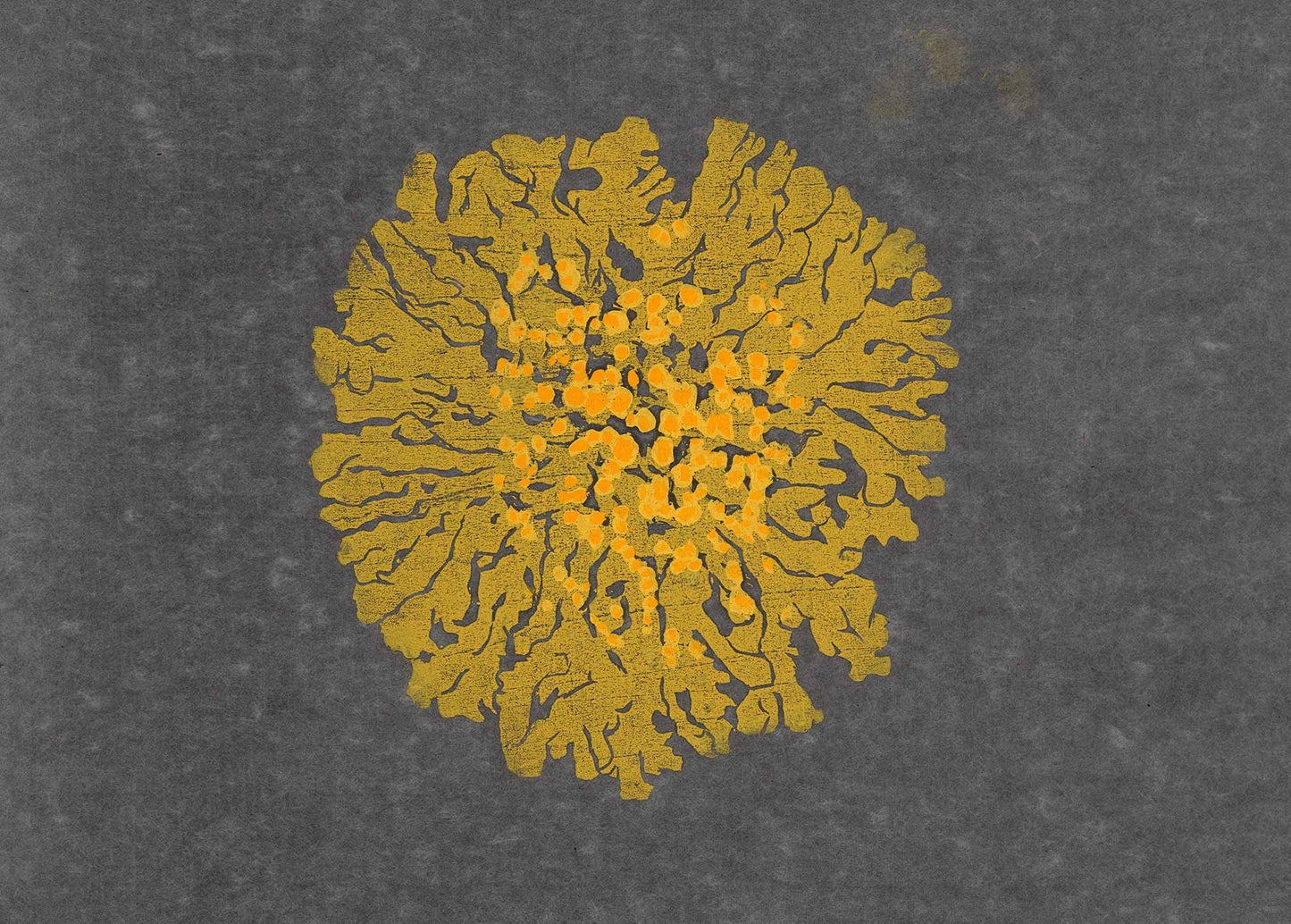 Phyllis Gordon - Xanthoria elegans