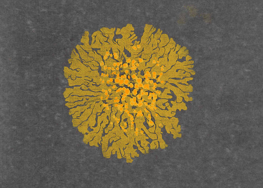 Phyllis Gordon - Xanthoria elegans