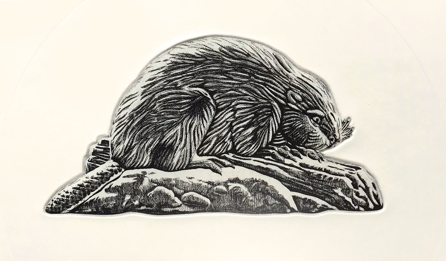 Micah Adams - Nickel Beaver