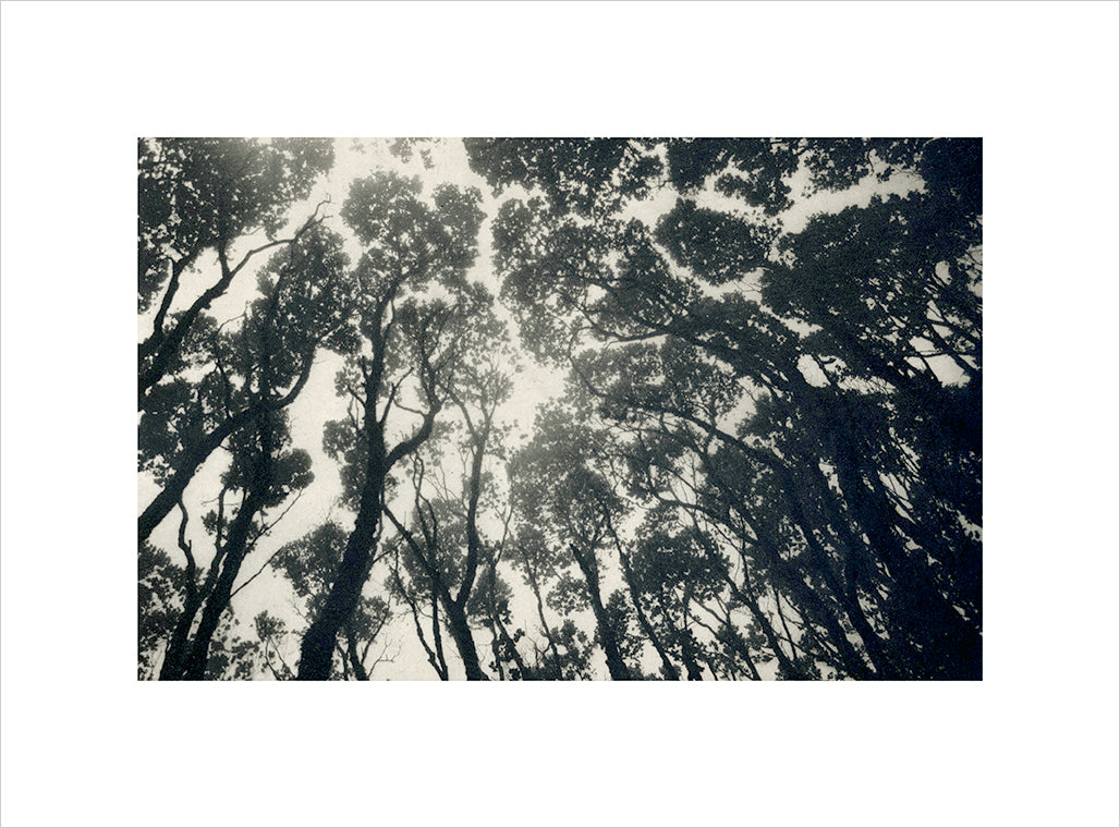 Emma Nishimura - Waimea Canyon