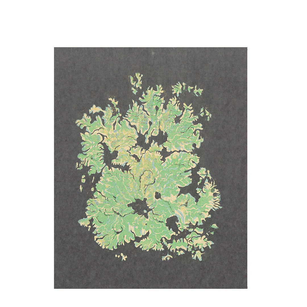 Phyllis Gordon - Flavoparmelia caperata