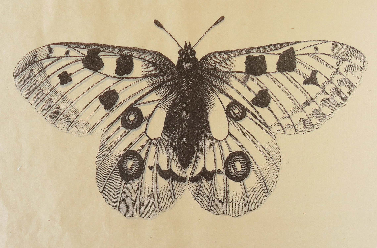 Penelope Stewart - Papillion, Echo Utopias (Sepia)