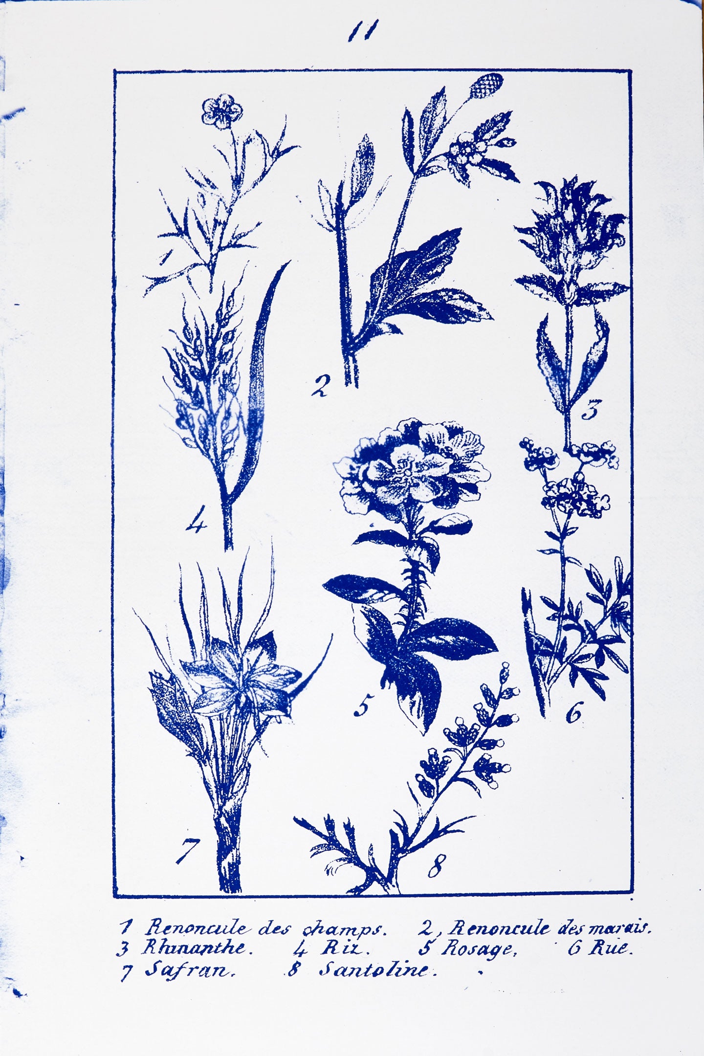 Penelope Stewart - Plate 11, Botanique