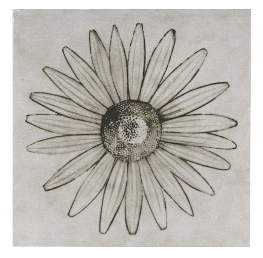 Liz Parkinson, Oxeye Daisy, drypoint on Gampi