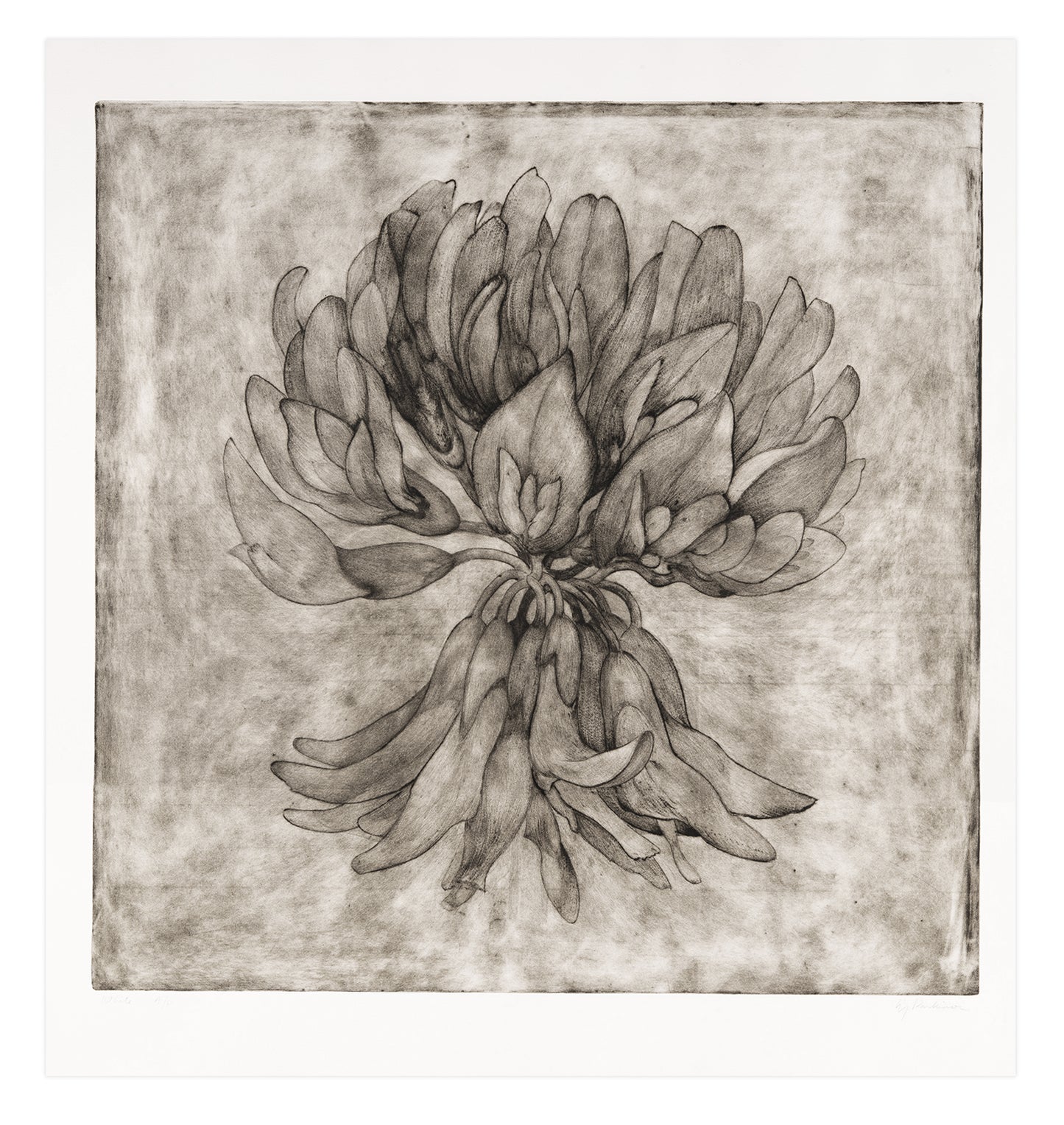Liz Parkinson, White (Clover), drypoint on washi, chine collé