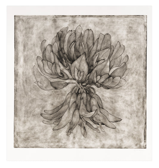 Liz Parkinson, White (Clover), drypoint on washi, chine collé