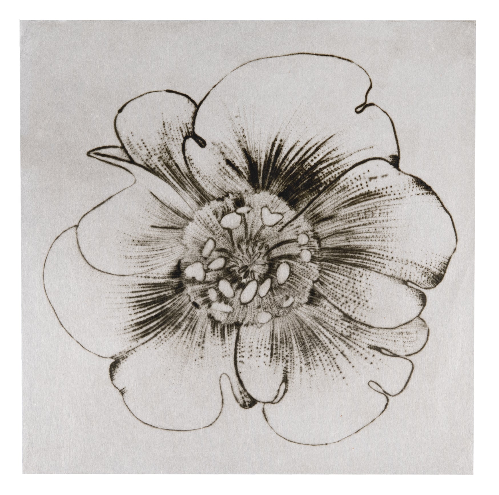 Liz Parkinson, Buttercup (from Paradise Field), drypoint on Gampi