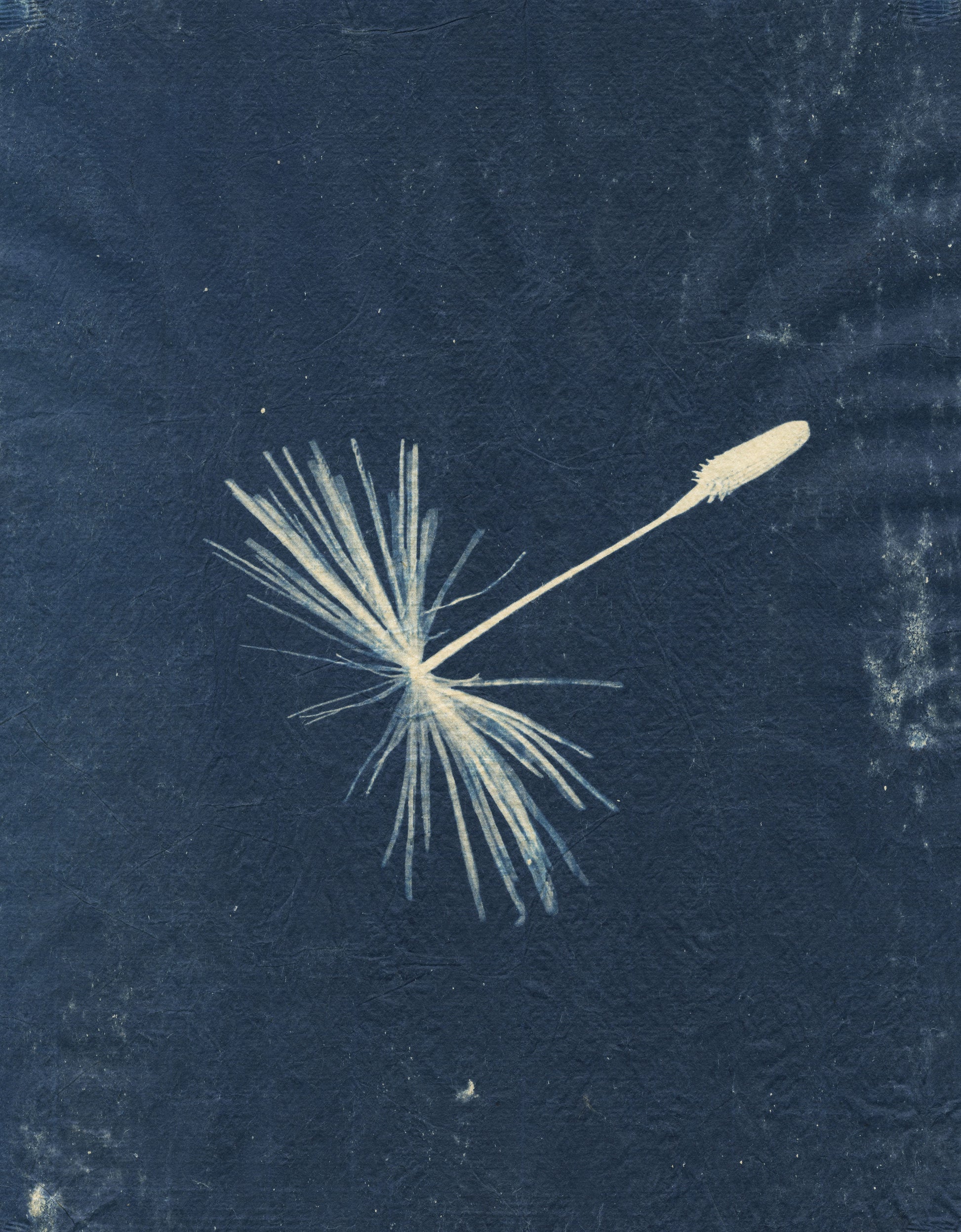 Sally Ayre, Laughter in the Breeze #3, 2015, cyanotype, edition: 1/1, paper size: 11.75” x 9.75”