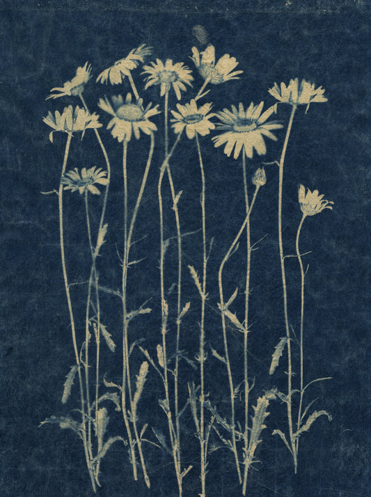 Sally Ayre - Daisies #1