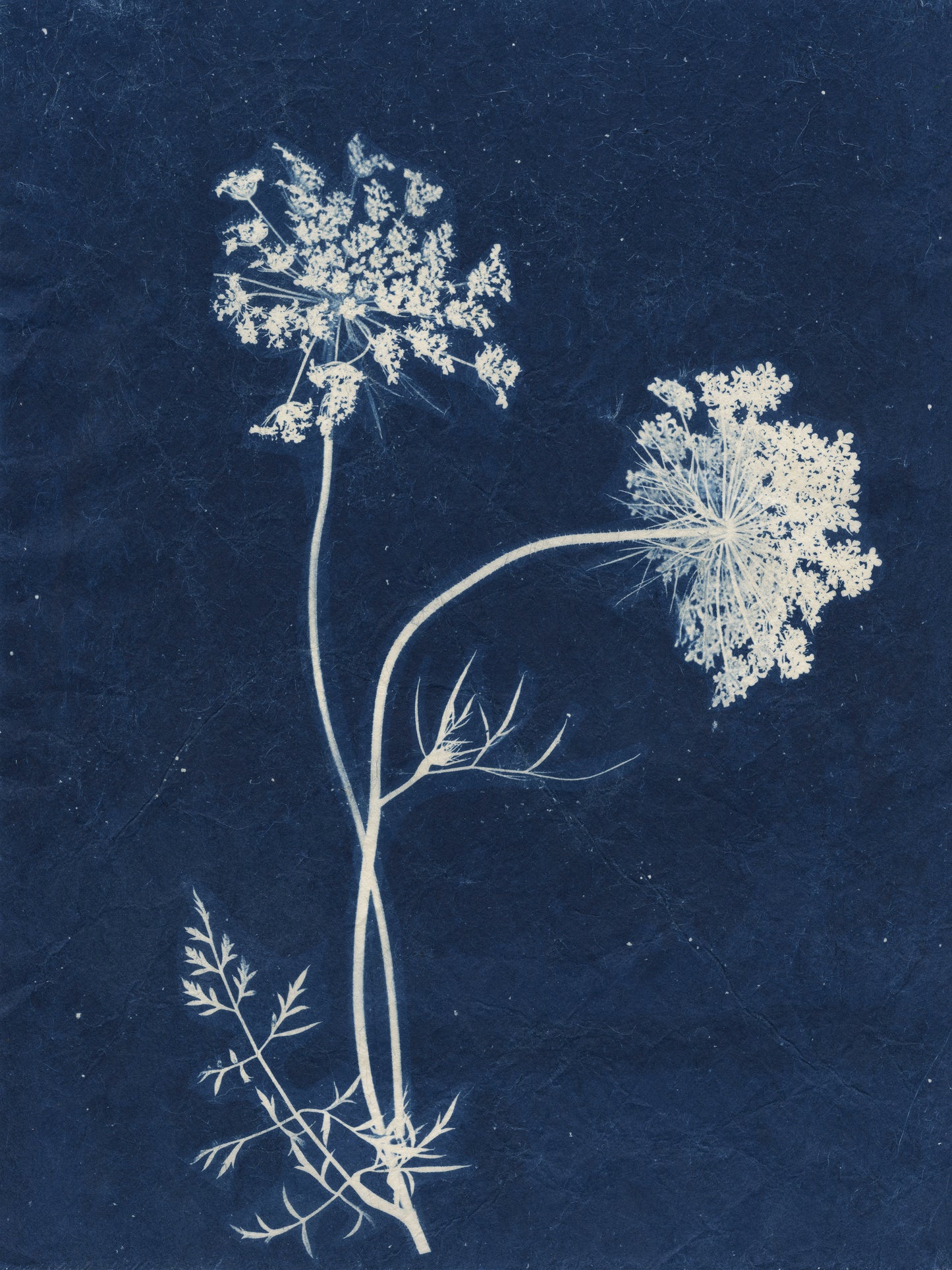 Sally Ayre - Queen Anns Lace #2