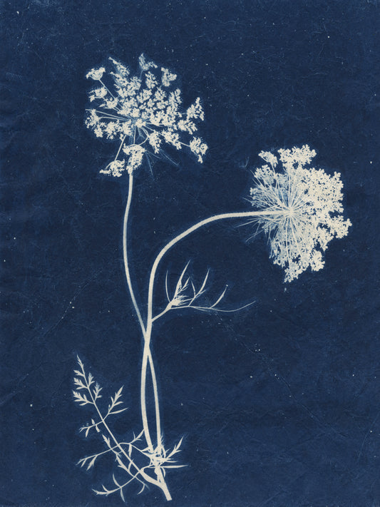 Sally Ayre - Queen Anns Lace #2