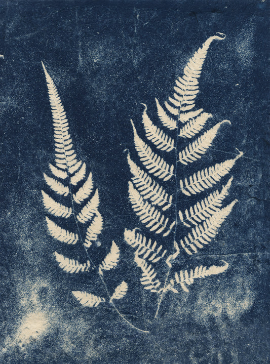 Sally Ayre - Fern #3