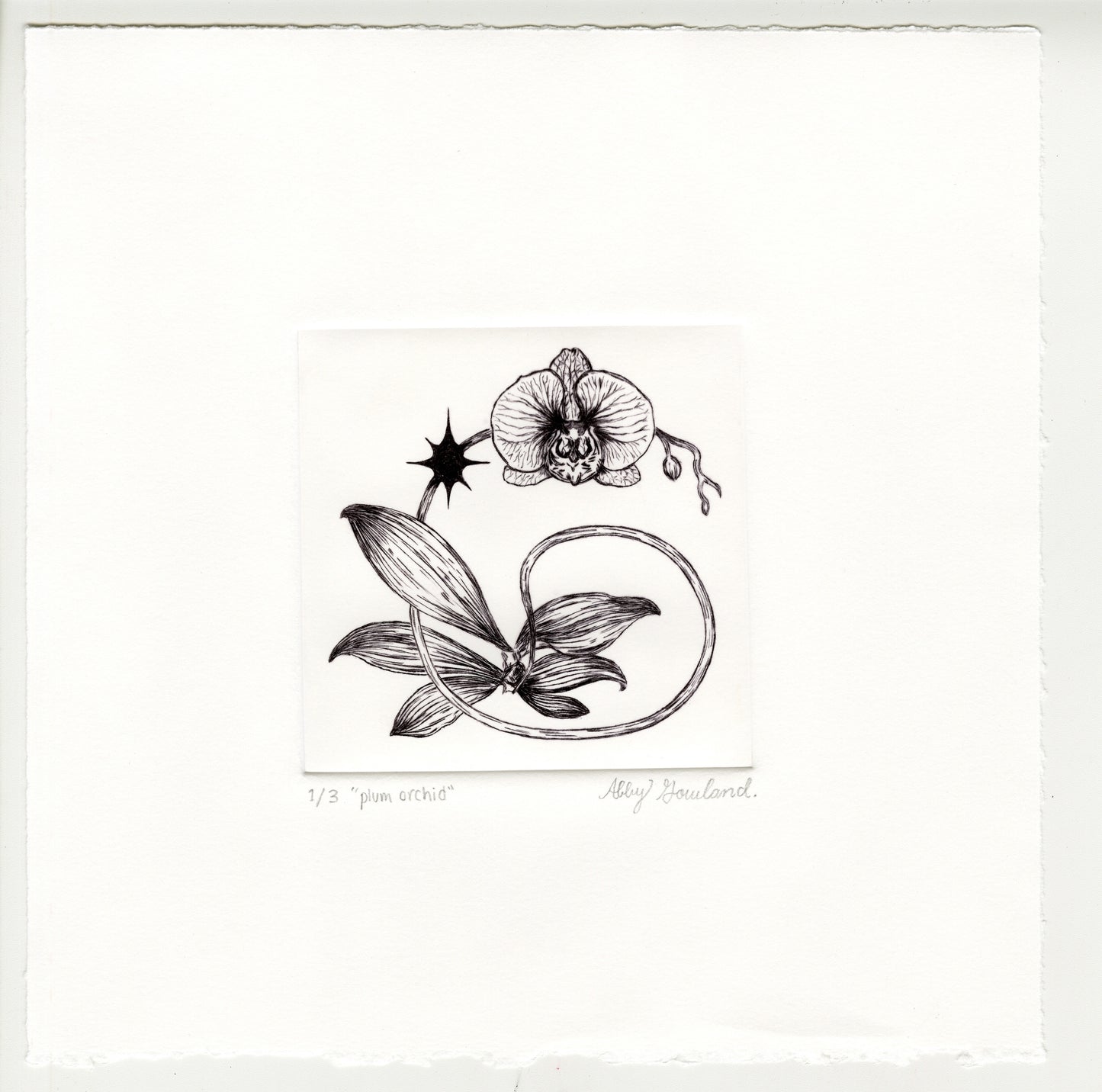Abby Gowland, plum orchid, 2025, drypoint, edition of 2/3, paper size: 8” x 8”