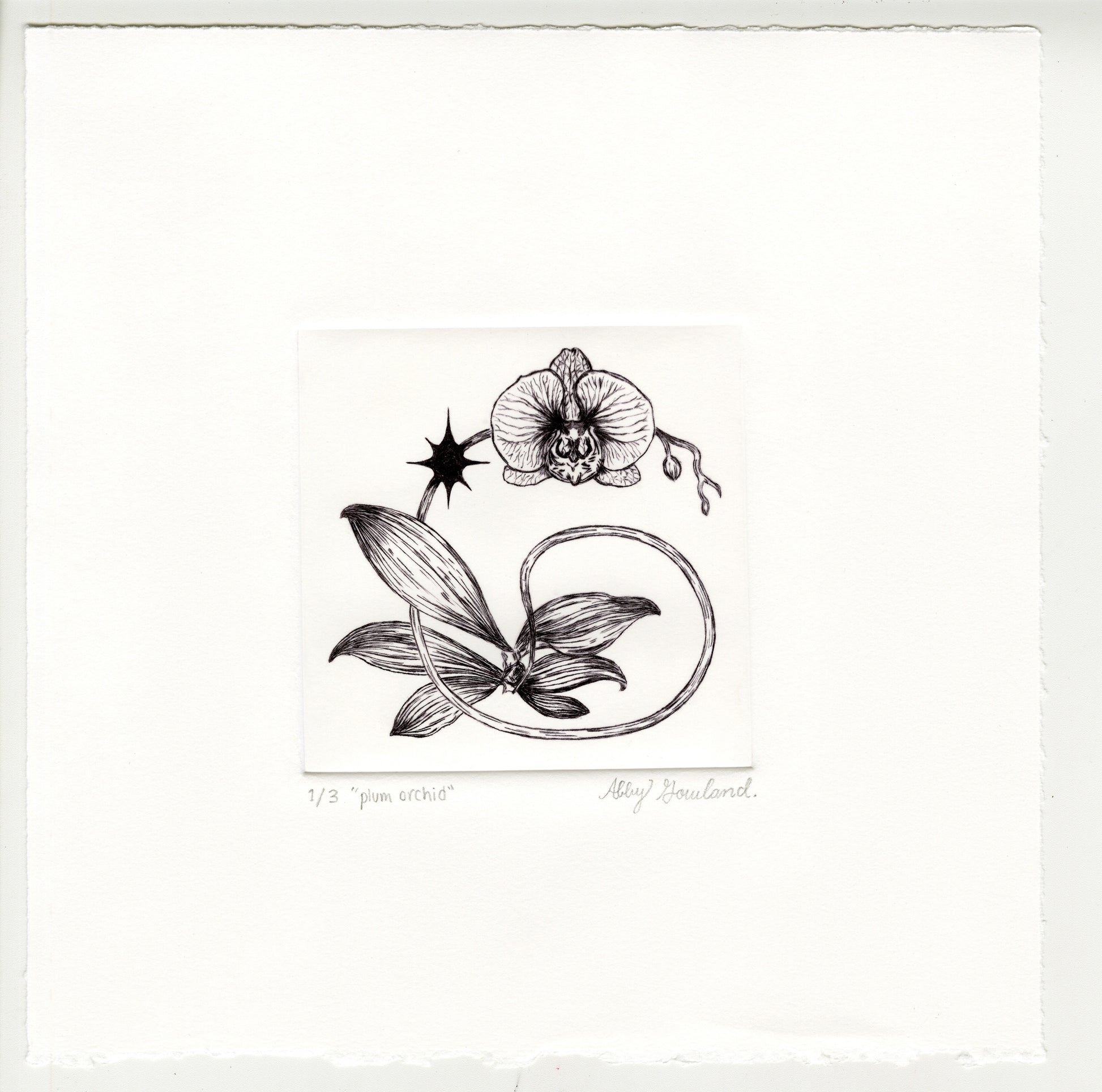 Abby Gowland, plum orchid, 2025, drypoint, edition of 2/3, paper size: 8” x 8”
