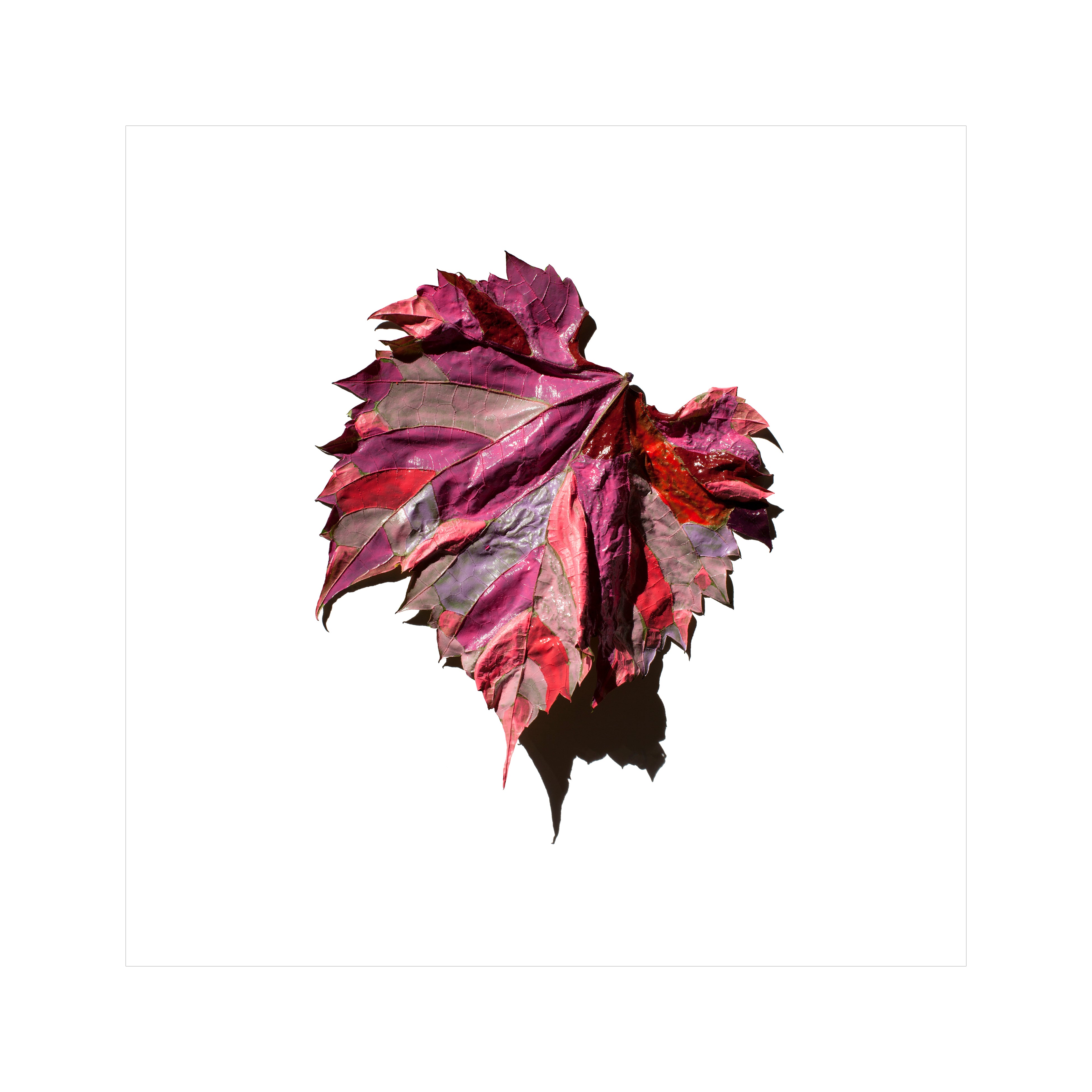 FUTURE PROOF 2024 Lot 56 - Jennifer Long - Untitled, from the Mended Leaves series