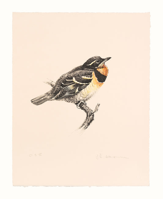 James Fenwick Lansdowne, Varied Thrush, 1976, lithograph, edition: OS I, paper size: 14” x 11”