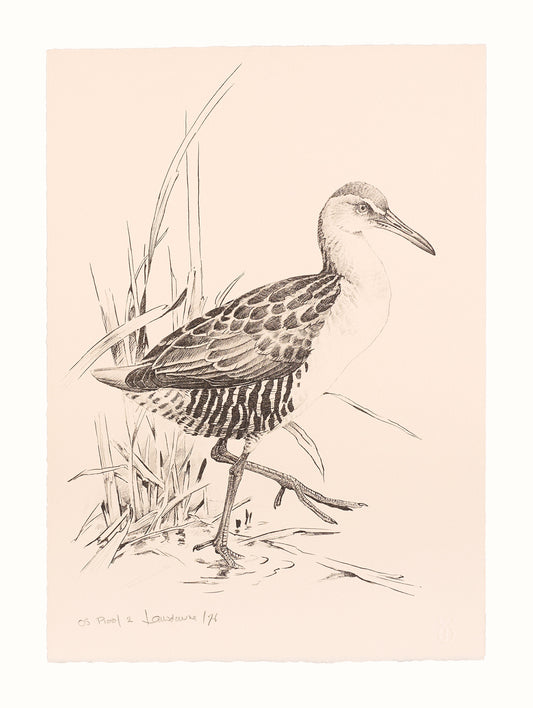 James Fenwick Lansdowne, *Eastern Rail*, 1976, lithograph, edition: OS Proof 1, paper size: 14” x 10”