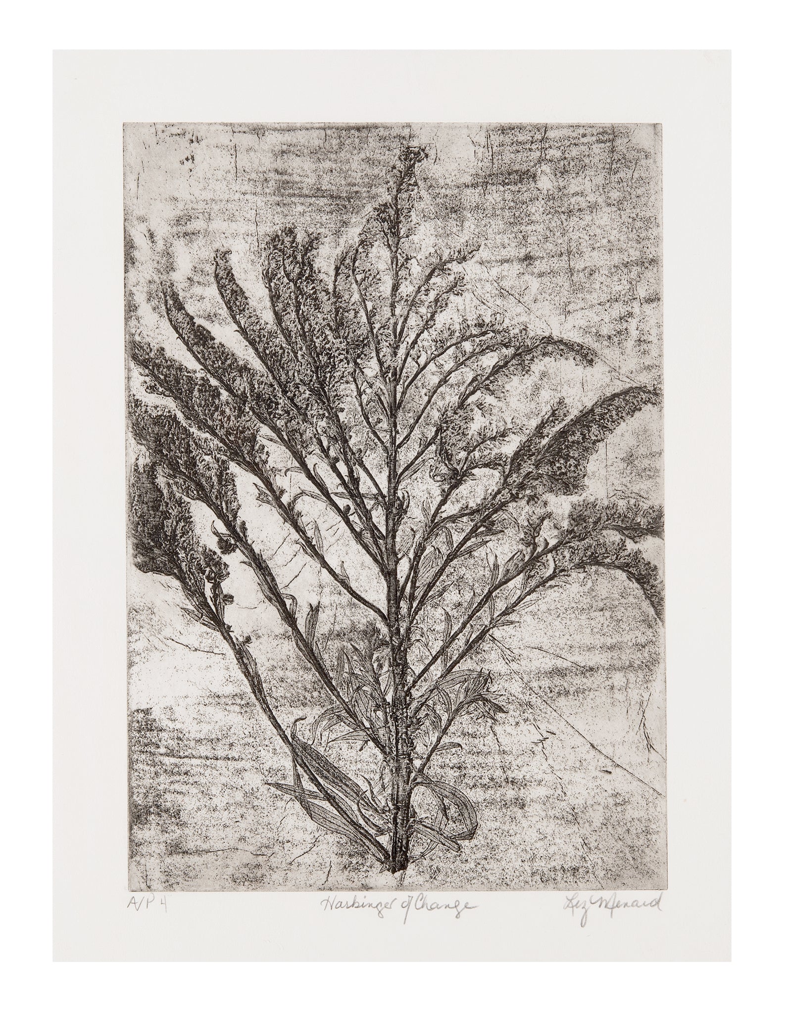 Liz Menard, Harbinger of Change, 2025 etching, A/P (Artist Proof) 4, 15