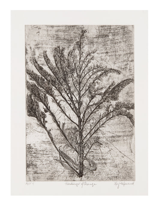 Liz Menard, Harbinger of Change, 2025 etching, A/P (Artist Proof) 4, 15" x 11".