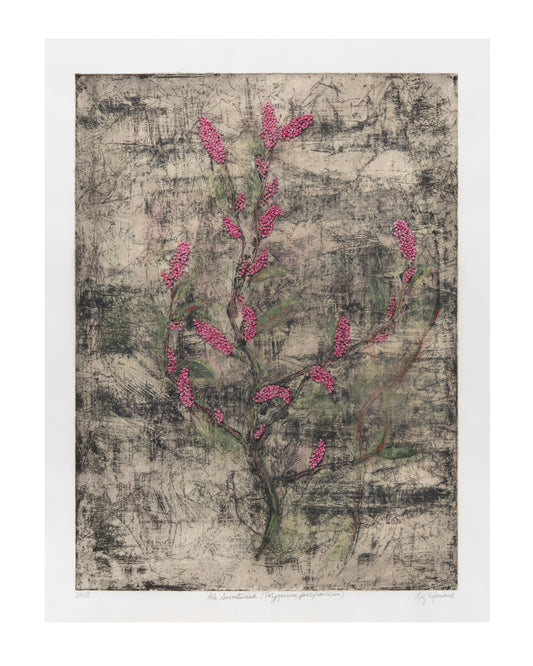 Liz Menard, Pale Smartweed (Polygonum pensylvanicum), 2025, etching on Inchu Gampi, chine collé on BFK Rives, edition: 2/4 V/E (Varied Edition), paper size: 27.75" x 21"