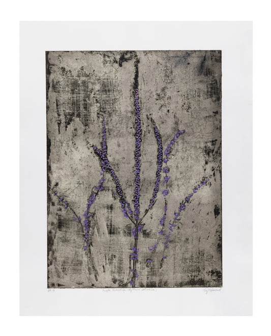 Liz Menard, Purple Loosestrife (Lythrum salicaria), etching on Inchu Gampi, chine collé on BFK Rives, edition: 2/4 V/E (Varied Edition), paper size: 30" x 24"
