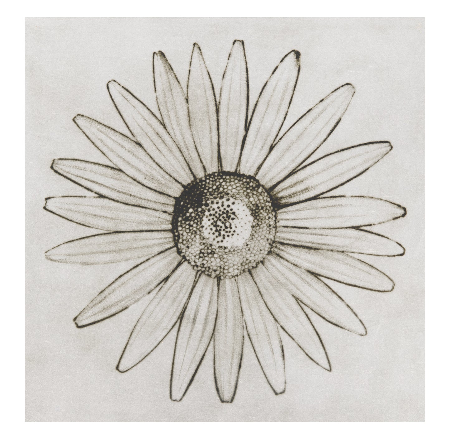 Liz Parkinson, Oxeye Daisy, 2009, drypoint on Gampi (Japanese paper), edition: A/P (Artist Proof), paper size: 18" x 18"